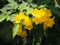 Yellow elder, Trumpetbush, trumpet flower name Scientific name Tecoma stans blooming in garden on blurred of nature background Royalty Free Stock Photo