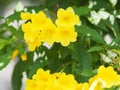 Yellow elder, Trumpetbush, trumpet flower name Scientific name Tecoma stans blooming in garden on blurred of nature background Royalty Free Stock Photo