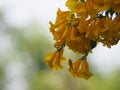 Yellow elder, Trumpetbush, trumpet flower name Scientific name Tecoma stans blooming in garden on blurred of nature background Royalty Free Stock Photo