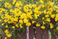 Yellow elder, Trumpetbush, Trumpetflower bloom on edge the fence. Royalty Free Stock Photo