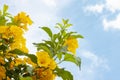 Yellow elder, Trumpetbush, Trumpetflower on sky background. Royalty Free Stock Photo