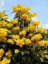 Yellow elder or Trumpetbush or Trumpetflower Royalty Free Stock Photo