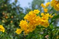 Yellow elder, Trumpetbush, Trumpetflower, golden yellow flowers blooming on the garden tree. On blurry natural background Royalty Free Stock Photo