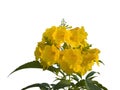 Yellow elder, Trumpetbush, Trumpetflower isolated on white background. Royalty Free Stock Photo