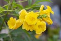 Yellow elder, Trumpetbush, Trumpetflower on nature background. Royalty Free Stock Photo