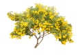 Yellow elder, Trumpetbush, Trumpetflower tree blooming on white background.