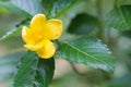 Yellow elder, Trumpetbush, Trumpetflower, Yellow trumpet-flower, Yellow trumpetbush Royalty Free Stock Photo