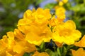 Yellow elder, Trumpetbush, Trumpetflower, Yellow trumpet-flower Royalty Free Stock Photo