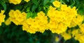 Yellow elder or Trumpetbush, Trumpetflower or Yellow trumpet-flower