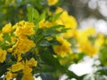 Yellow elder, Trumpetbush, Trumpetflower, trumpet flower name Scientific name Tecoma stans blooming in garden on blurred of nature Royalty Free Stock Photo