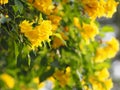 Yellow elder, Trumpetbush, Trumpetflower, trumpet flower name Scientific name Tecoma stans blooming in garden on blurred of nature Royalty Free Stock Photo