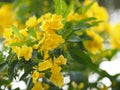 Yellow elder, Trumpetbush, Trumpetflower, trumpet flower name Scientific name Tecoma stans blooming in garden on blurred of nature Royalty Free Stock Photo