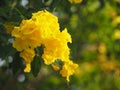 Yellow elder, Trumpetbush, Trumpetflower, trumpet flower name Scientific name Tecoma stans blooming in garden on blurred of nature Royalty Free Stock Photo