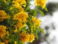 Yellow elder, Trumpetbush, Trumpetflower, trumpet flower name Scientific name Tecoma stans blooming in garden on blurred of nature Royalty Free Stock Photo