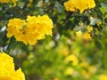 Yellow elder, Trumpetbush, Trumpetflower, trumpet flower name Scientific name Tecoma stans blooming in garden on blurred of nature Royalty Free Stock Photo