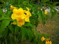 Yellow elder, Trumpetbush, Trumpetflower, Yellow trumpet-flower, Yellow trumpetbush scientific name: Tecoma stans Royalty Free Stock Photo