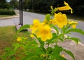 Yellow elder, Trumpetbush, Trumpetflower, Yellow trumpet-flower, Yellow trumpetbush scientific name: Tecoma stans Royalty Free Stock Photo