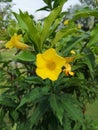 Yellow elder, Trumpetbush, Trumpetflower, Yellow trumpet-flower, Yellow trumpetbushÃ¢â¬â¹ Royalty Free Stock Photo