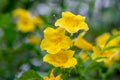 Yellow elder, Trumpetbush, Trumpetflower, Yellow trumpet-flower, Yellow trumpetbush Royalty Free Stock Photo