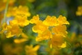 Yellow elder,Trumpetbush, Trumpetflower, Yellow trumpet-flower, Yellow trumpetbush or Tecoma stans Royalty Free Stock Photo