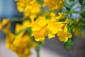 Yellow elder,Trumpetbush, Trumpetflower, Yellow trumpet-flower, Yellow trumpetbush or Tecoma stans Royalty Free Stock Photo