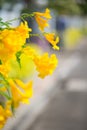 Yellow elder,Trumpetbush, Trumpetflower, Yellow trumpet-flower, Yellow trumpetbush or Tecoma stans Royalty Free Stock Photo