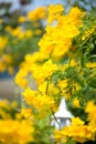 Yellow elder,Trumpetbush, Trumpetflower, Yellow trumpet-flower, Yellow trumpetbush or Tecoma stans Royalty Free Stock Photo