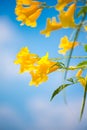 Yellow elder,Trumpetbush, Trumpetflower, Yellow trumpet-flower, Yellow trumpetbush or Tecoma stans Royalty Free Stock Photo