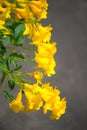 Yellow elder,Trumpetbush, Trumpetflower, Yellow trumpet-flower, Yellow trumpetbush or Tecoma stans Royalty Free Stock Photo