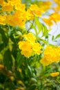 Yellow elder,Trumpetbush, Trumpetflower, Yellow trumpet-flower, Yellow trumpetbush or Tecoma stans Royalty Free Stock Photo