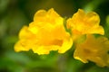 Yellow elder,Trumpetbush, Trumpetflower, Yellow trumpet-flower, Yellow trumpetbush or Tecoma stans Royalty Free Stock Photo