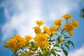 Yellow elder,Trumpetbush, Trumpetflower, Yellow trumpet-flower, Yellow trumpetbush or Tecoma stans Royalty Free Stock Photo