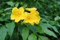 Yellow elder, Yellow bells, or Trumpet vine flowers Royalty Free Stock Photo