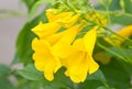 Yellow Elder, Yellow Bells, Or Trumpet Vine Flowers.