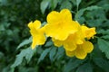 Yellow elder, Yellow bells, or Trumpet vine flowers. [Scientific name : Tecoma stans]