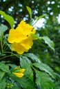 Yellow elder, Yellow bells, or Trumpet vine flowers. [Scientific name : Tecoma stans] Royalty Free Stock Photo