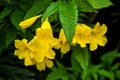 Yellow elder, Yellow bells, or Trumpet vine flowers. Tecoma stans Royalty Free Stock Photo