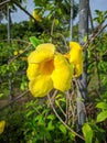 Yellow elder, Yellow bells, or Trumpet vine flowers. [Scientific name : Tecoma stans] Royalty Free Stock Photo
