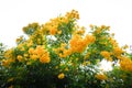Yellow elder, Yellow bells, or Trumpetflower Royalty Free Stock Photo
