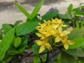 Yellow Elegance: Blossoming Flowers in the Garden