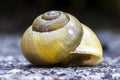 Yellow Empty Snail Shell