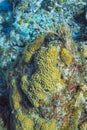 Coral encrusting sponge Royalty Free Stock Photo