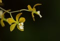 Yellow Encyclia tampensis orchid