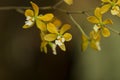 Yellow Encyclia tampensis orchid