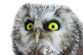 Yellow enormous eyes. Portrait of boreal owl closeup