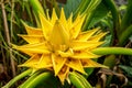 Yellow Ensete lasiocarpum Franch Cheesman, Musaceae, medicinal Royalty Free Stock Photo