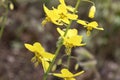 Epimedium flower in the garden Royalty Free Stock Photo