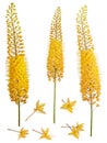 Yellow Eremurus robustus