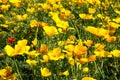 Yellow Eschscholzia californica escolzia