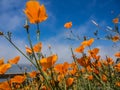 Yellow Eschscholzia californica flowers field
